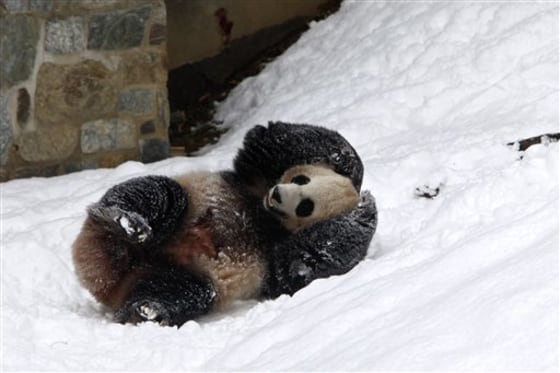 Mei Xiang